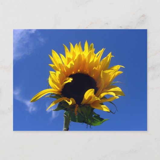 Sunflower Sunrise Unlined Notes Kaart (Voorkant)