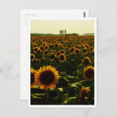 Sunflower Sunset, Sakura City, Japan Briefkaart (Voorkant / Achterkant)