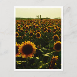 Sunflower Sunset, Sakura City, Japan Briefkaart