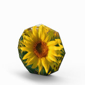 Sunflower Sunshine Fotoblokken (Rechts)