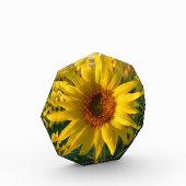 Sunflower Sunshine Fotoblokken (Links)