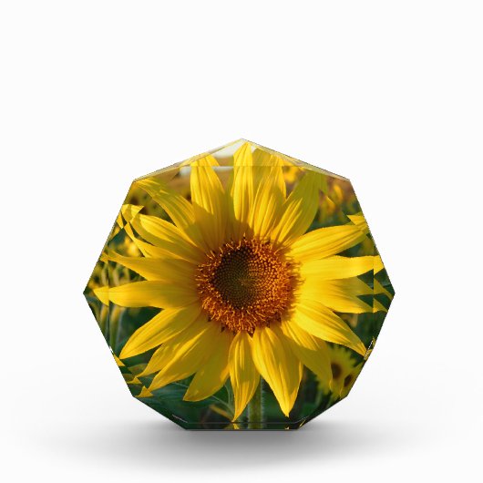 Sunflower Sunshine Fotoblokken (Voorkant)
