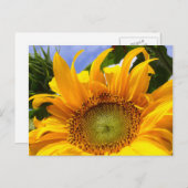 SUNFLOWER SUNSHINE ~ Postacrd Briefkaart (Voorkant / Achterkant)