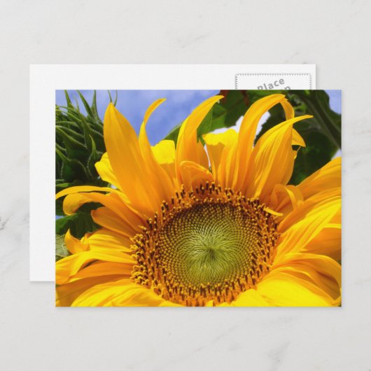 SUNFLOWER SUNSHINE ~ Postacrd Briefkaart (Voorkant / Achterkant)