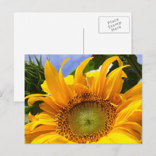 SUNFLOWER SUNSHINE ~ Postacrd Briefkaart (Voorkant / Achterkant)