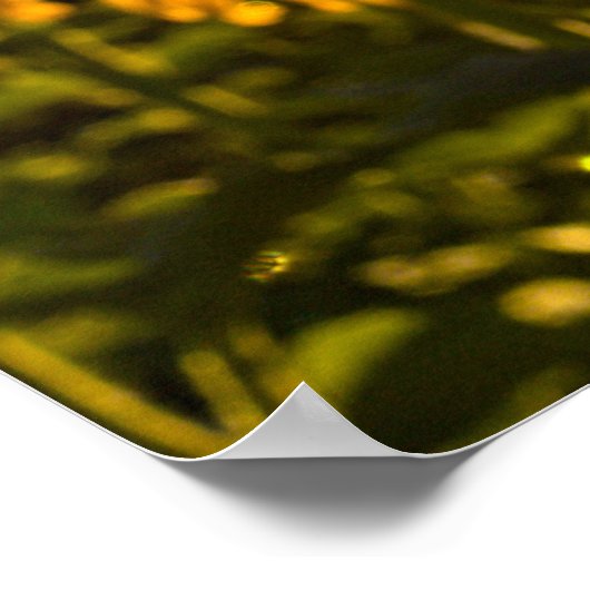 Sunflower Sunstar Poster (Hoek)