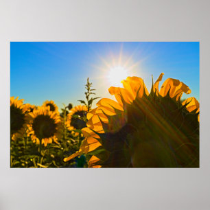 Sunflower Sunstar Poster