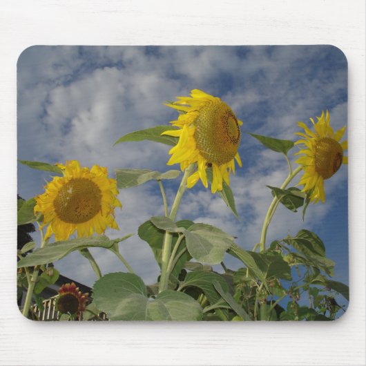 Sunflower Trio Muismat (Voorkant)
