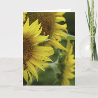 Sunflower Trio Wenskaart Kaart