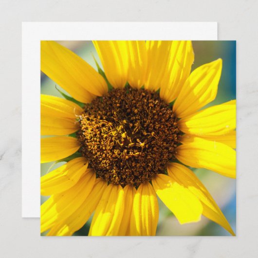 Sunflowers  (Voorkant / Achterkant)