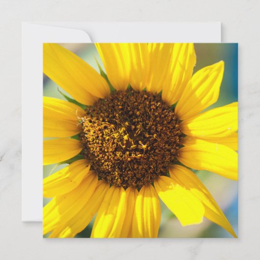 Sunflowers  (Voorkant)