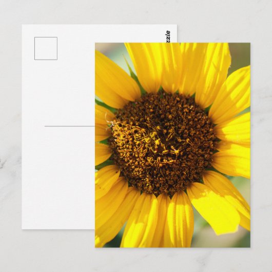 Sunflowers briefkaart (Voorkant / Achterkant)