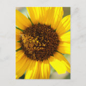 Sunflowers briefkaart (Voorkant)