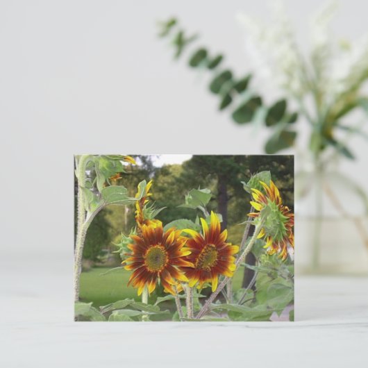 SunFlowers Briefkaart 2 (Staand voorkant)