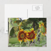 SunFlowers Briefkaart 2 (Voorkant / Achterkant)