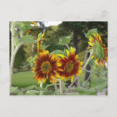 SunFlowers Briefkaart 2 (Voorkant)
