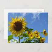 Sunflowers & Butterflies Briefkaart (Voorkant / Achterkant)