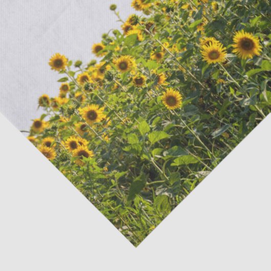 Sunflowers in a Field Tissuepapier (Detail)