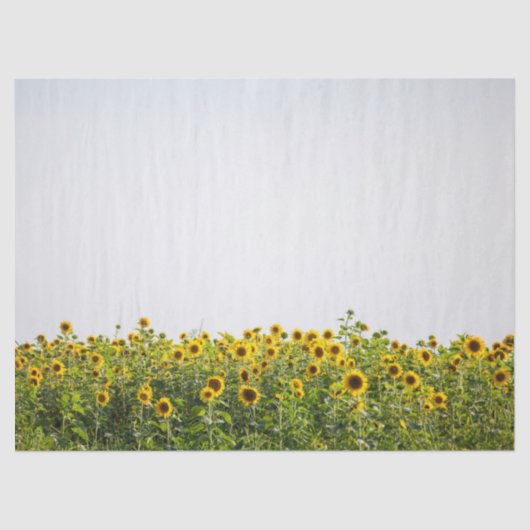 Sunflowers in a Field Tissuepapier (Voorkant)