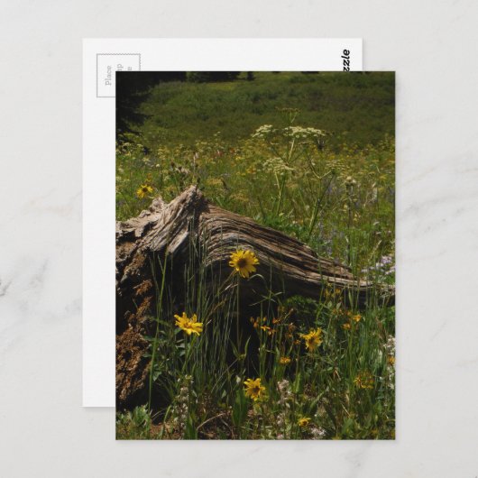 Sunflowers & log briefkaart (Voorkant / Achterkant)