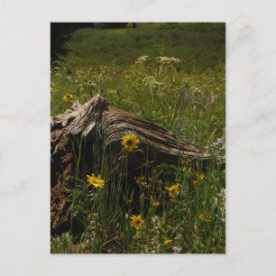 Sunflowers & log briefkaart