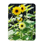 Sunflowers Magneet (Verticaal)