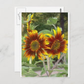 SunFlowers Post Card Briefkaart (Voorkant / Achterkant)