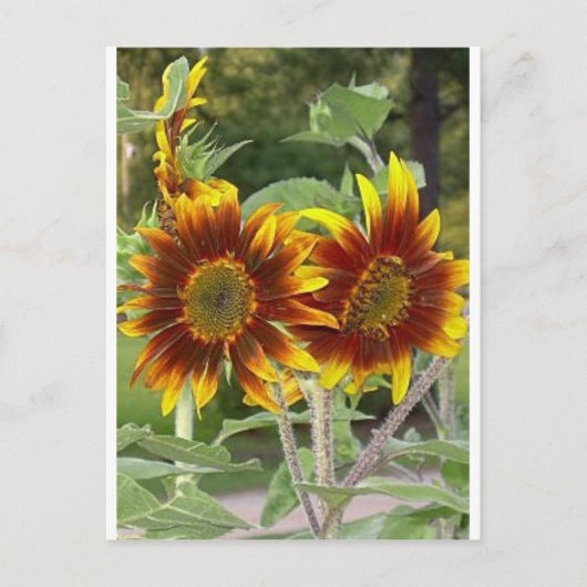 SunFlowers Post Card Briefkaart (Voorkant)