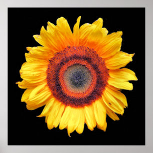 SUNFLOWERS POSTER