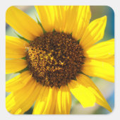 Sunflowers  vierkante sticker (Voorkant)