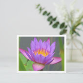 Sunken Gardens Paars Water Lily 2008 #3 03 Briefkaart (Staand voorkant)