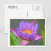 Sunken Gardens Paars Water Lily 2008 #3 03 Briefkaart (Voorkant / Achterkant)