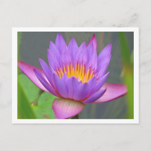 Sunken Gardens Paars Water Lily 2008 #3 03 Briefkaart