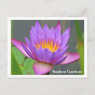 Sunken Gardens Paars Water Lily 2008 #86n 086 Briefkaart