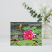 Sunken Gardens roze waterlelie 10 Briefkaart (Staand voorkant)