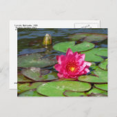 Sunken Gardens roze waterlelie 10 Briefkaart (Voorkant / Achterkant)