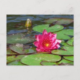 Sunken Gardens roze waterlelie 10 Briefkaart