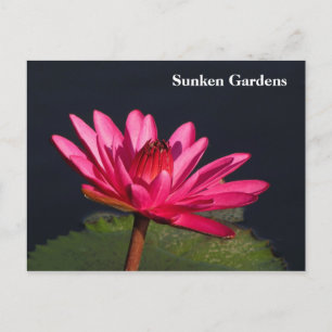 Sunken Gardens roze waterlelie #90N 090 Briefkaart