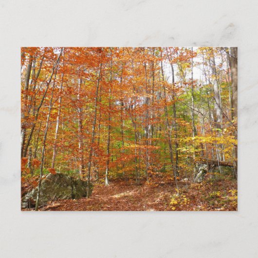 Sunlight Dapapped Herfst Trail at Laurel Hill Park Briefkaart (Voorkant)