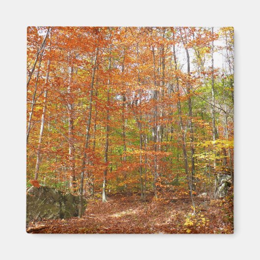 Sunlight Dapapped Herfst Trail at Laurel Hill Park Magneet (Voorkant)