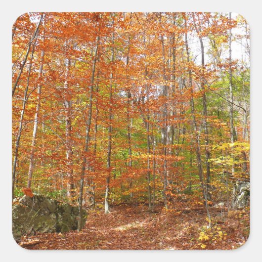 Sunlight Dapapped Herfst Trail at Laurel Hill Park Vierkante Sticker (Voorkant)