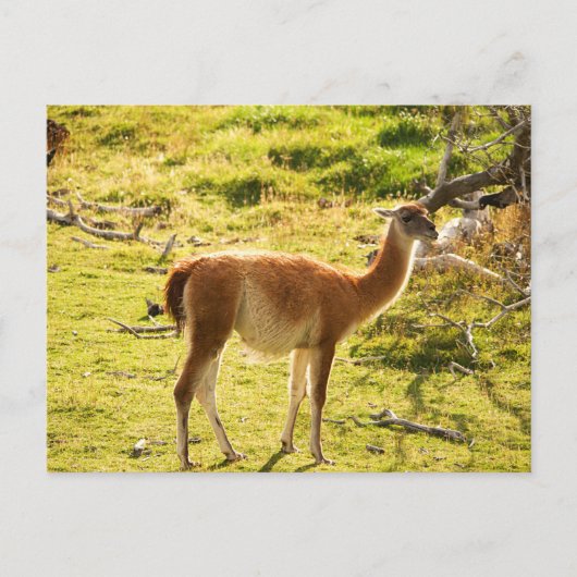 Sunlight Guanacos Briefkaart (Voorkant)