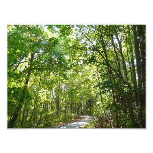 Sunlight on Wooded Path in Centennial Park Foto Afdruk (Voorkant)