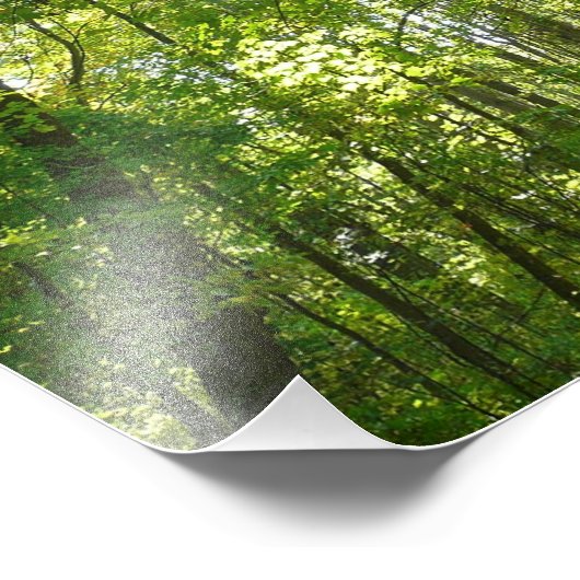 Sunlight on Wooded Path in Centennial Park Foto Afdruk (Hoek)