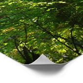 Sunlight on Wooded Path in Centennial Park Poster (Hoek)