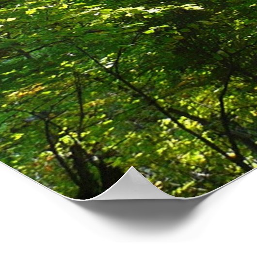 Sunlight on Wooded Path in Centennial Park Poster (Hoek)