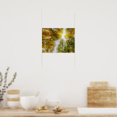 Sunlight Through Autumn Sugar Maples Poster (Keuken)
