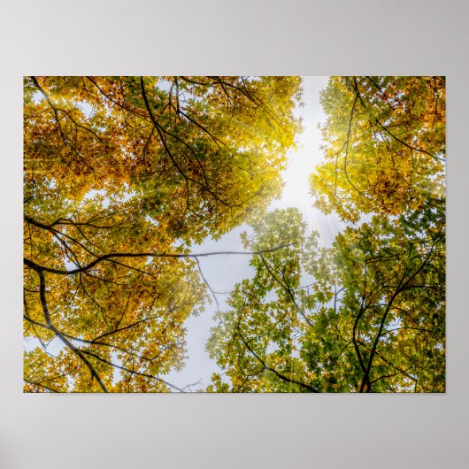 Sunlight Through Autumn Sugar Maples Poster (Voorkant)