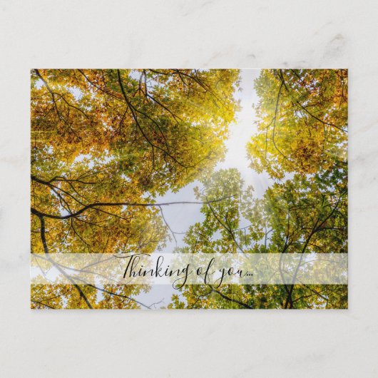 Sunlight through Autumn Sugar Maples Thinking of U Briefkaart (Voorkant)