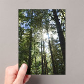 Sunlight Through Pine Trees Acryl Uitnodigingen (Insitu (Draagbaar))